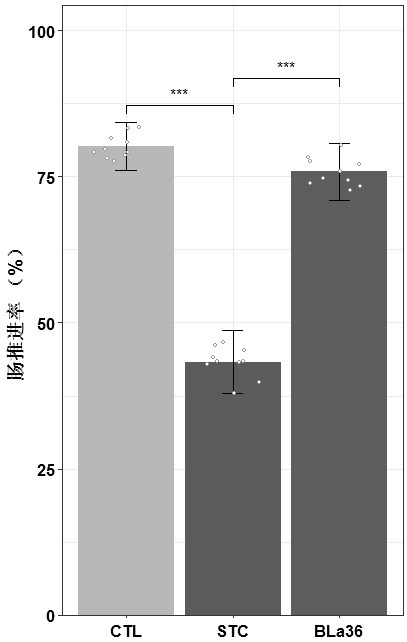 A kind of animal bifidobacterium milk subspecies bla36 for improving constipation and its culture method and application