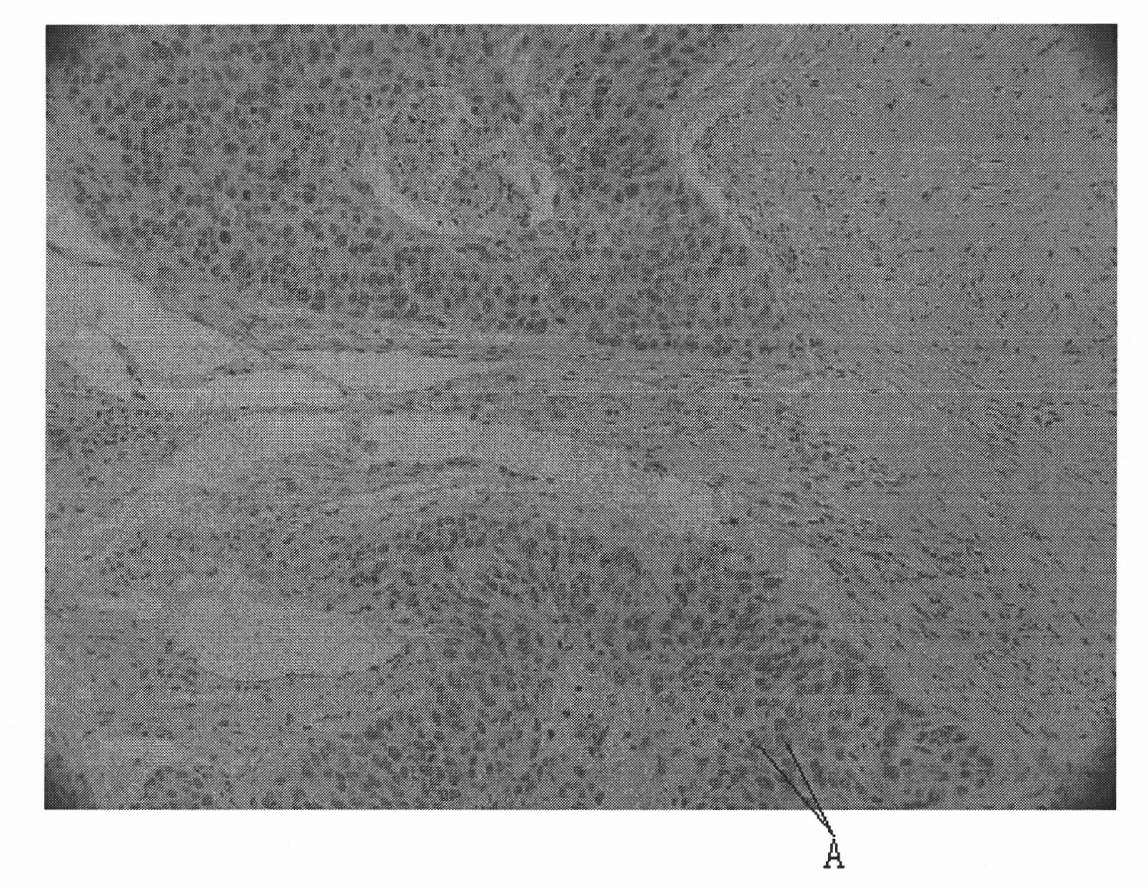 Method for screening tumor specificity target and targeting ligand based on tissue chip