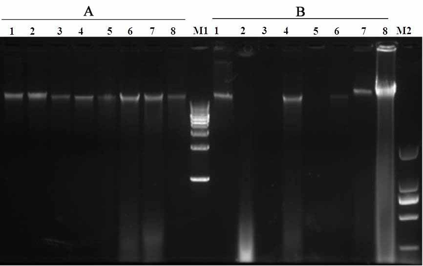 A kit and method for extracting genomic dna from evergreen woody plants