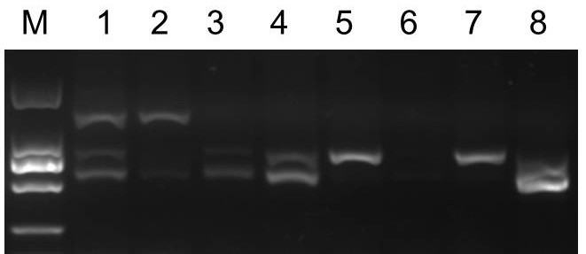 A kit and method for extracting genomic dna from evergreen woody plants