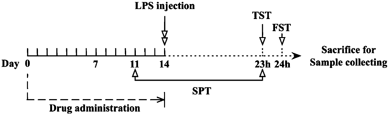 Application of paricalcitol in preparation of medicine for preventing and treating depression