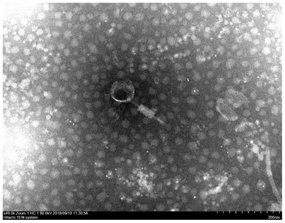 Vibrioharveyi bacteriophage, and bacteriophage composition and application thereof
