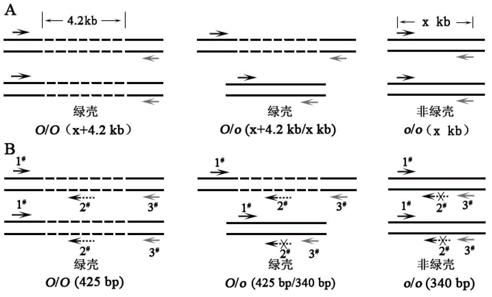 Method for distinguishing green shell egg laying chicken and chicken green shell egg genotype as well as special fragment and primers