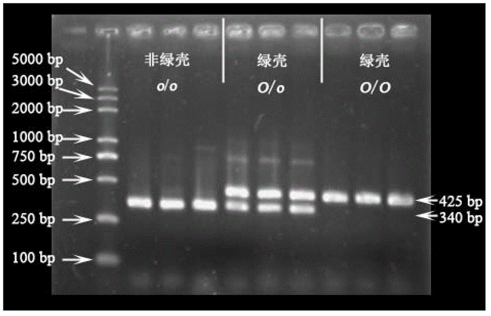 Method for distinguishing green shell egg laying chicken and chicken green shell egg genotype as well as special fragment and primers