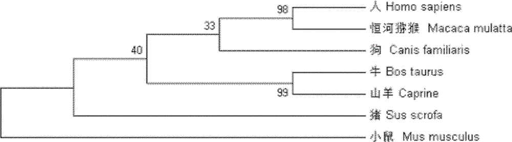 Dairy goat Boule gene and application of dairy goat Boule gene in promoting meiosis of male germ cells