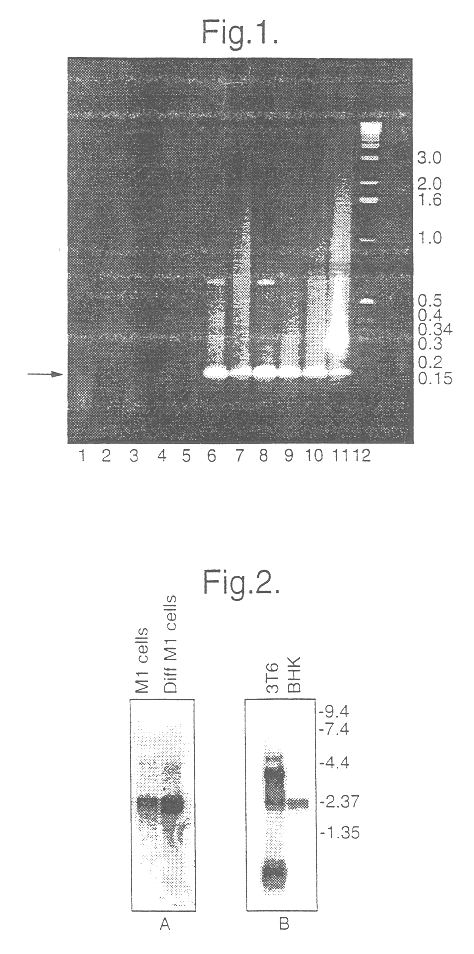 Methods for identifying cell cycle regulators
