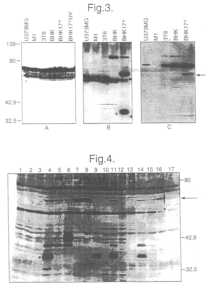 Methods for identifying cell cycle regulators