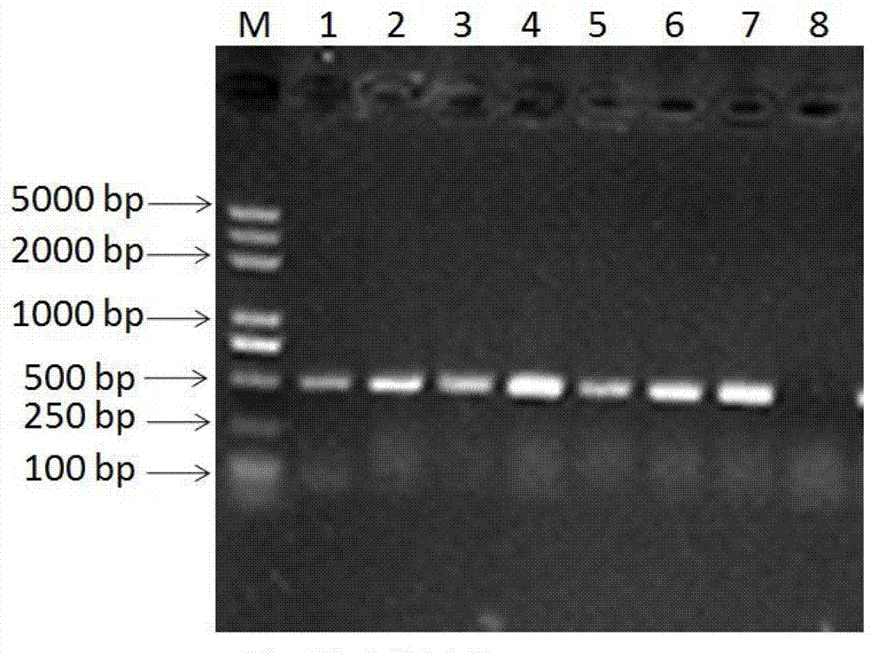 Primer pair for detecting pigeon torque teno viruses and application of primer pair