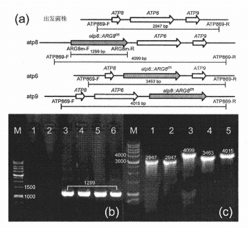 A method for knocking out the mitochondrial gene of Toructus glabrata