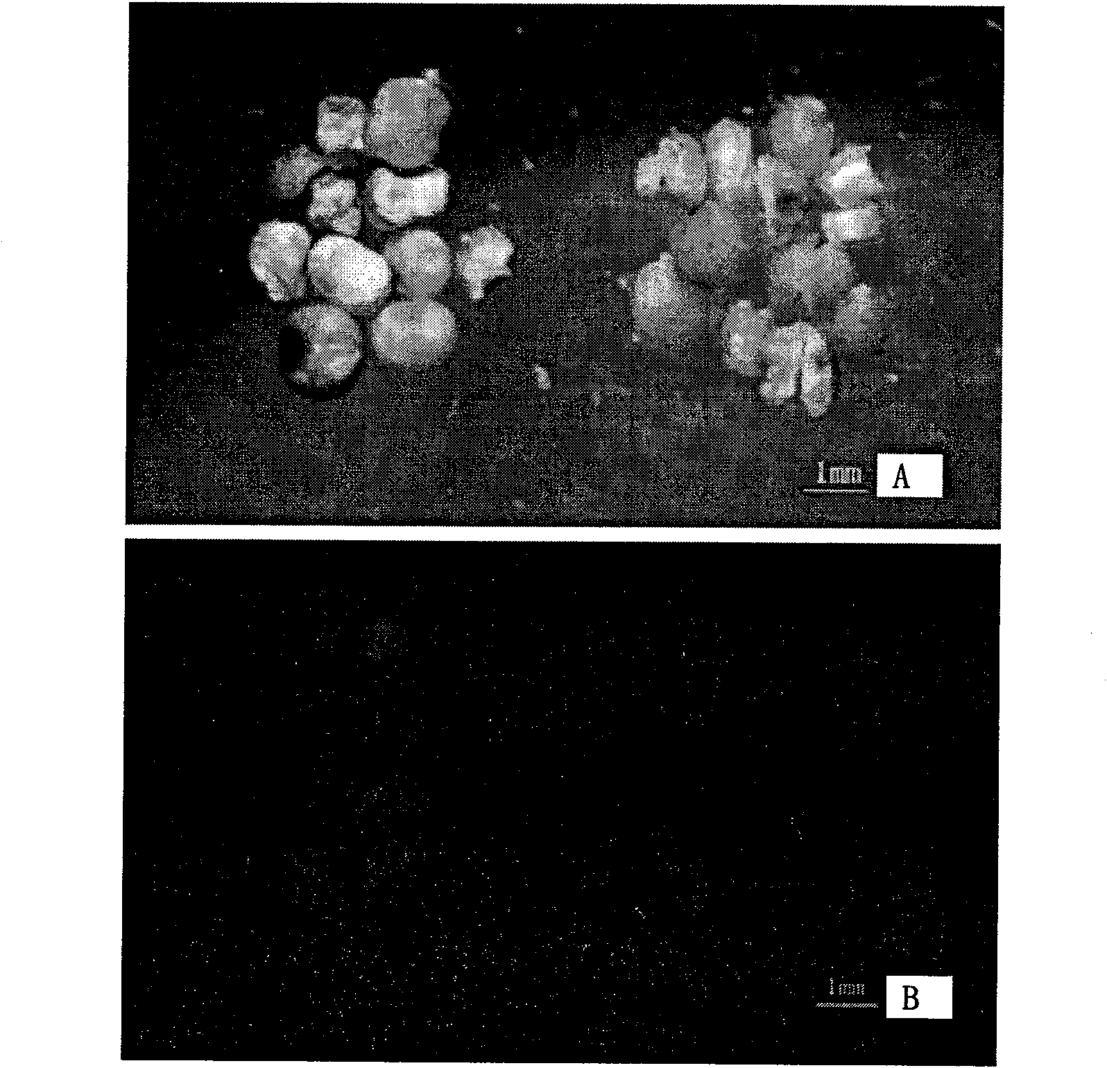 Modified method for transforming gramineous crop by agrobacterium mediated flower-dipping method