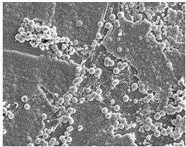 A kind of graphene nickel-phosphorus electroless plating solution and its preparation method and application