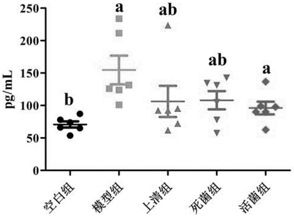 Application of Faecalibacterium prausnitzii in relieving allergic asthma and rhinitis Th2 reaction