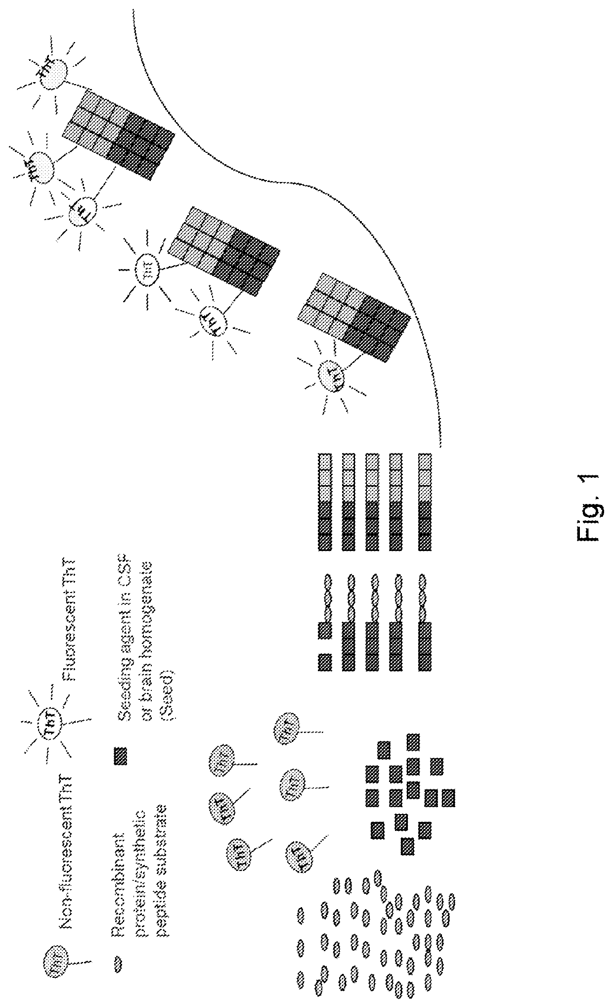 Alpha-Synuclein Detection Assay and Method for Diagnosing Alpha-Synucleinopathies