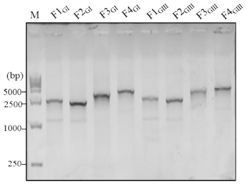 Gene type I and gene type III Japanese encephalitis virus infectious clone as well as construction method and application thereof