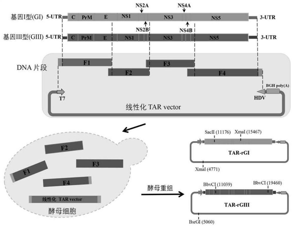 Gene type I and gene type III Japanese encephalitis virus infectious clone as well as construction method and application thereof