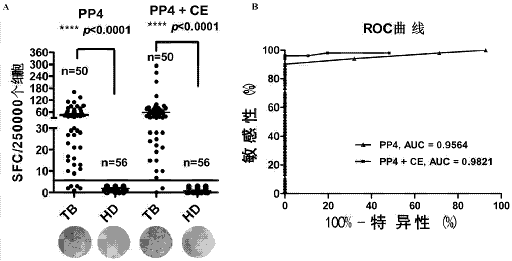 Mycobacterium tuberculosis T cell antigen epitope polypeptide and application thereof