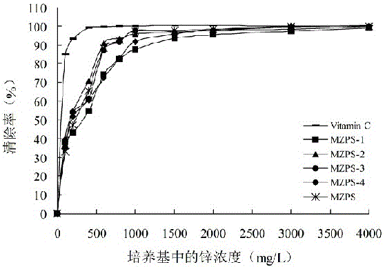 Thelephora ganbajun mycelium polysaccharide as well as preparation method and application of thelephora ganbajun mycelium polysaccharide