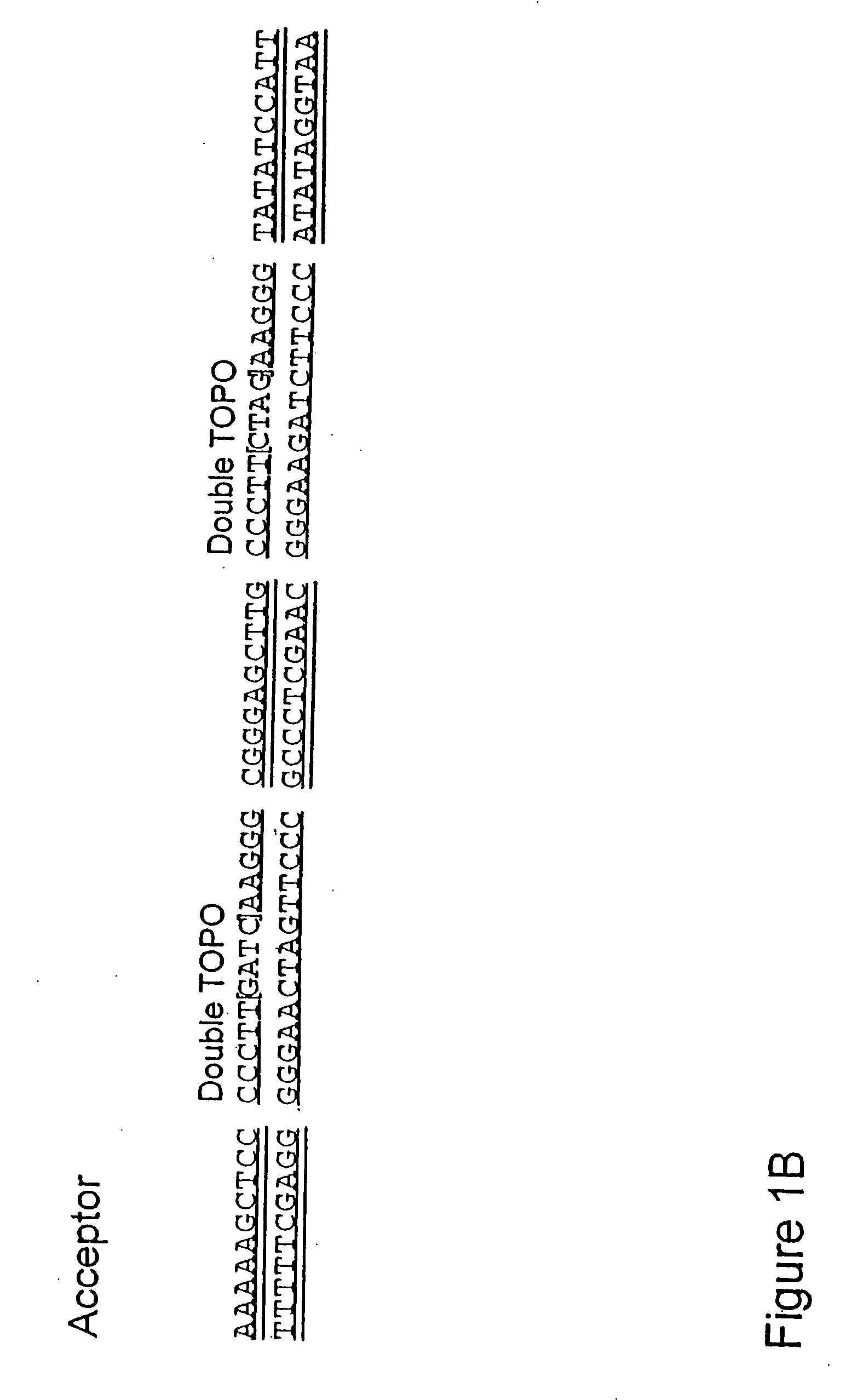 System for the rapid manipulation of nuculeic acid sequences