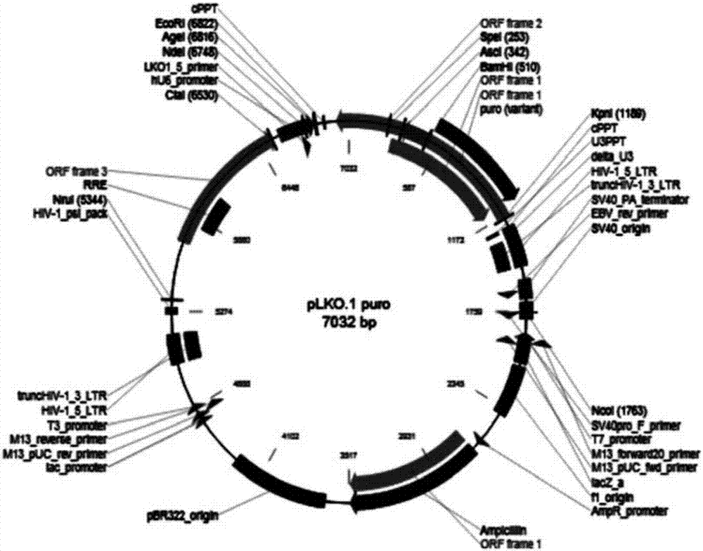 Lentiviral vector for silencing Puralpha gene