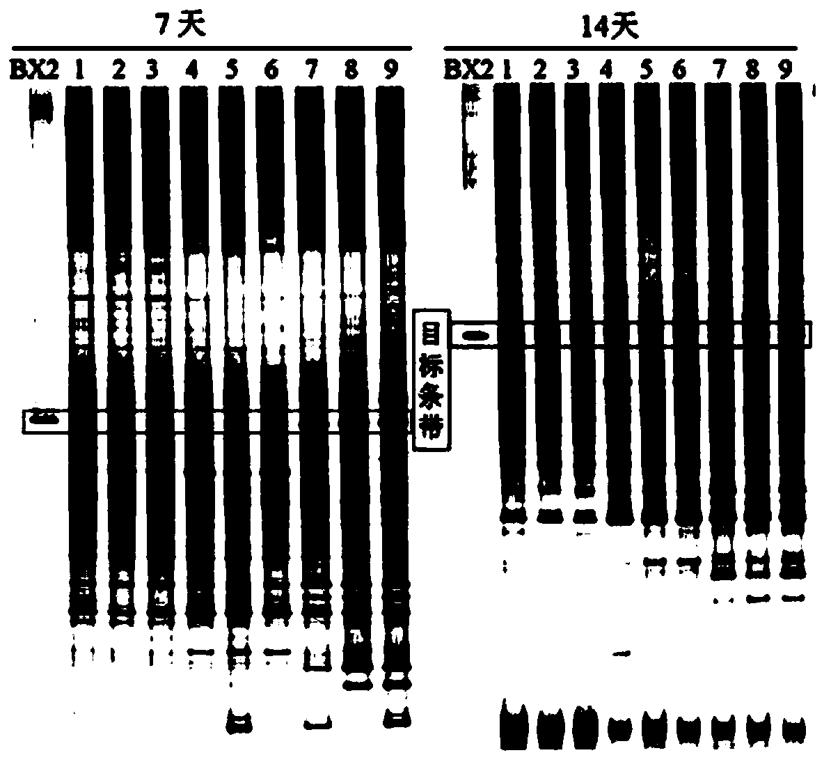 A high-efficiency chlorothalonil-degrading bacterium and its application in greenhouse soil environment