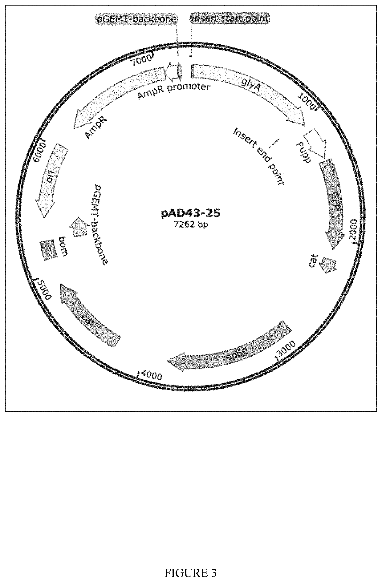 Novel System for the Biocontrol of Pathogens in Aquaculture and Other Animal Systems