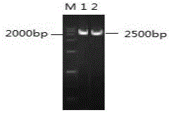Method for preparing DNA vaccine with herpes simplex virus type I UL5 gene deletion