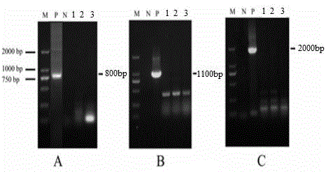 Method for preparing DNA vaccine with herpes simplex virus type I UL5 gene deletion