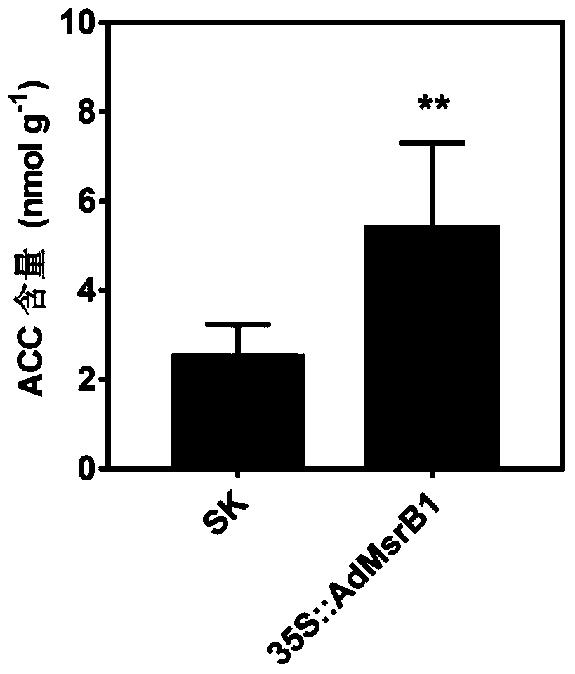 AdMsrB1 gene for increasing ACC content and application thereof