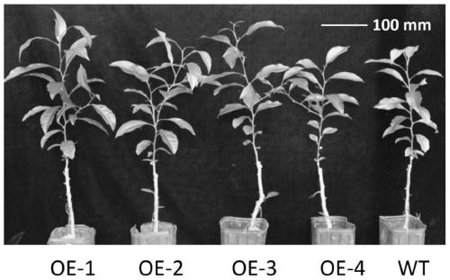 Method for improving resistance of citrus to canker diseases on basis of CsPrx25 overexpression