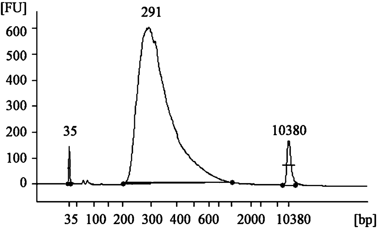 Odorant-binding protein of Myzus persicae and application of odorant-binding protein