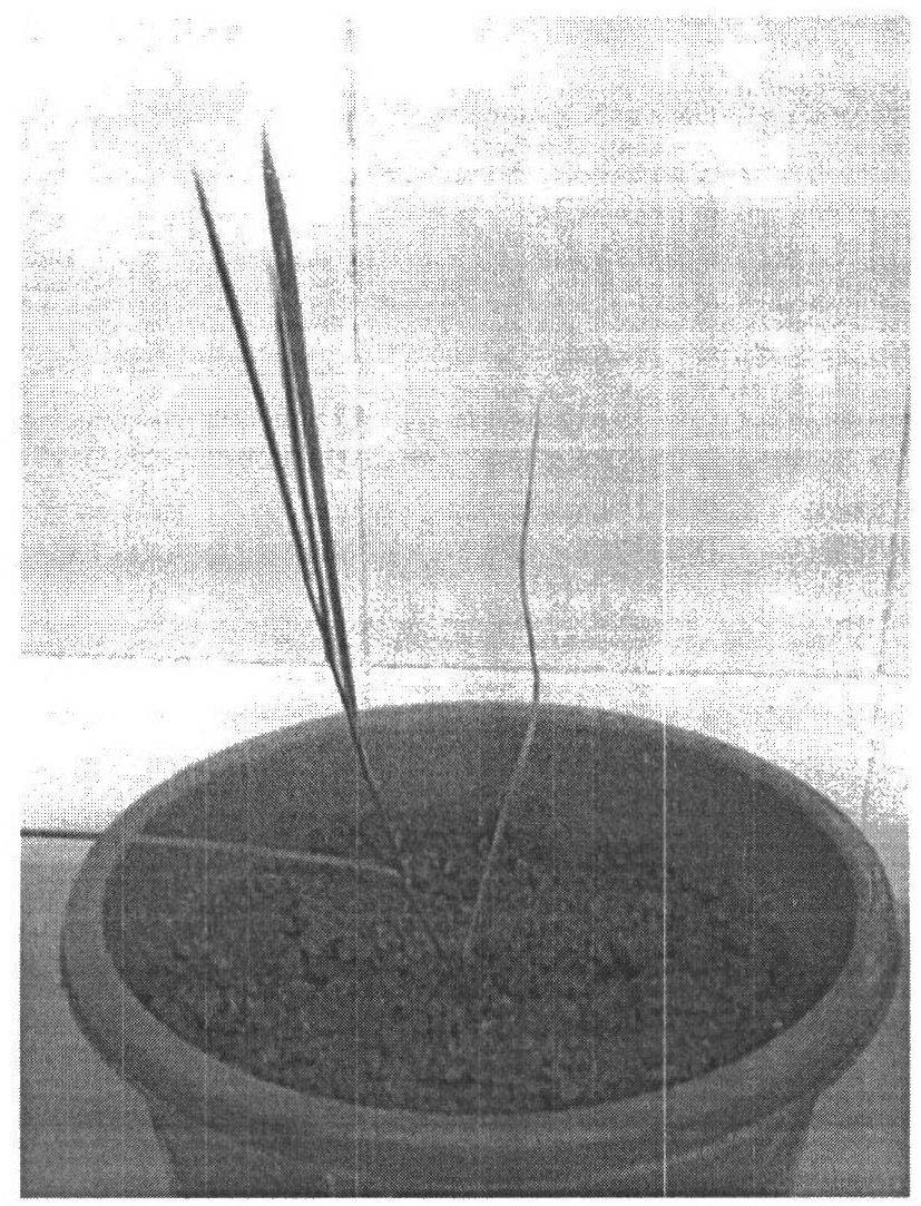 Rapid propagation method for Leersia hexandra Swartz
