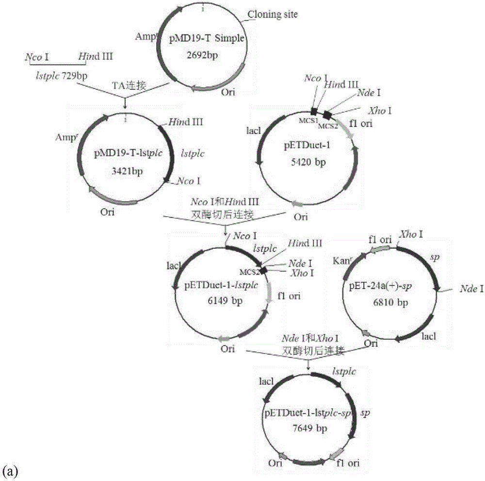 Method of using phospholipase C to extracellularly express intracellular protein