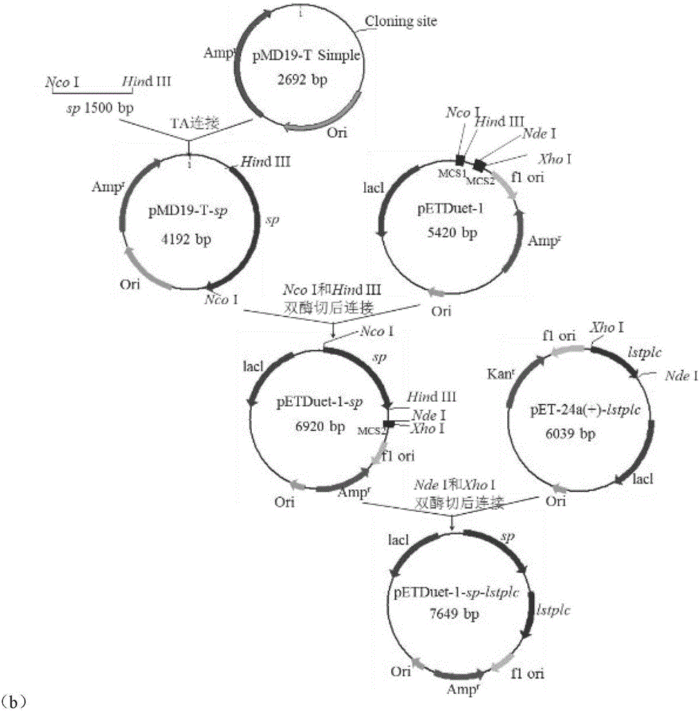 Method of using phospholipase C to extracellularly express intracellular protein