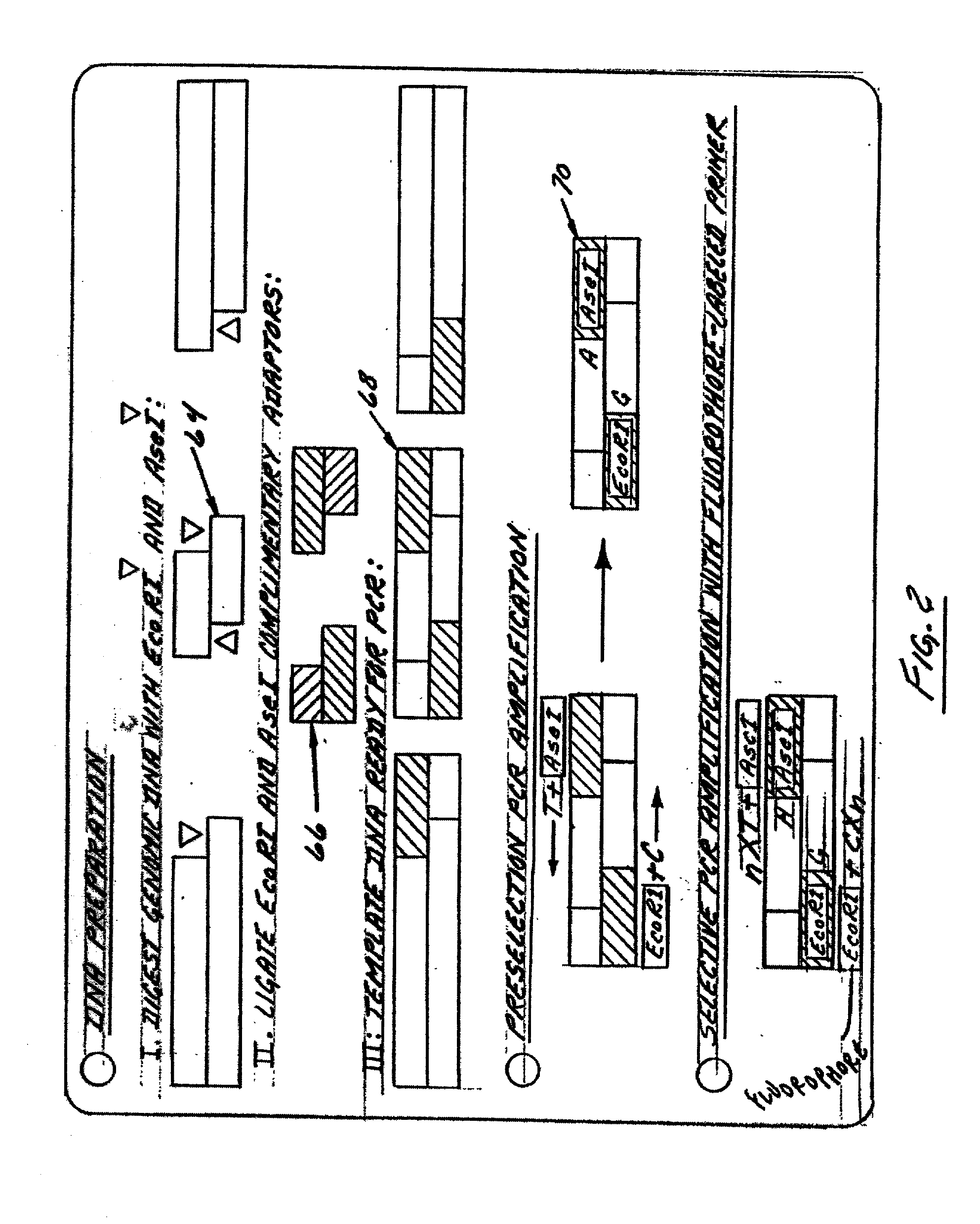Method of genotyping by determination of allele copy number