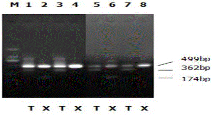 Method and PCR (polymerase chain reaction) primer for identifying dendrobium officinale