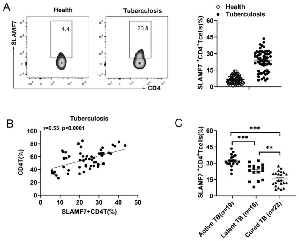 Application of SLAMF7 expressed CD4+T cell in preparation of tuberculosis diagnosis or treatment reagent