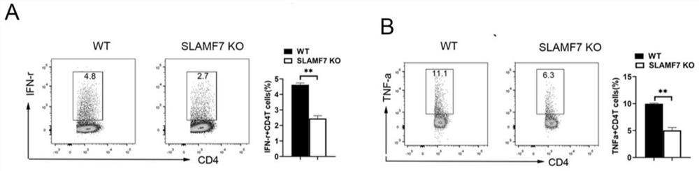 Application of SLAMF7 expressed CD4+T cell in preparation of tuberculosis diagnosis or treatment reagent