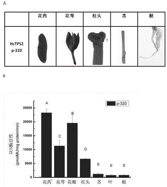 Ginger flower floral specific and damage and pest induced TPS2 (Trehalose-6-Phosphate Synthase 2) promoter and application thereof