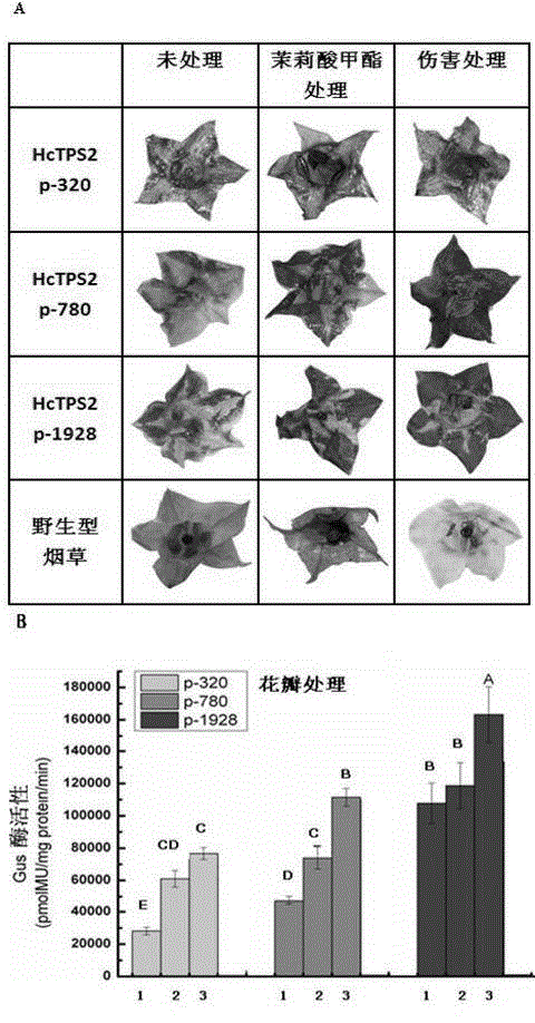 Ginger flower floral specific and damage and pest induced TPS2 (Trehalose-6-Phosphate Synthase 2) promoter and application thereof