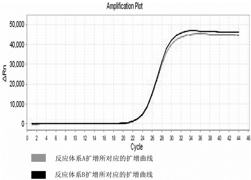MTRR gene polymorphism detection primer system and reagent kit thereof