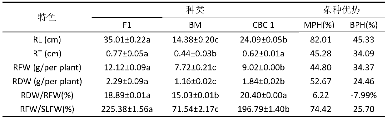 Industrialized hybrid seed production for bupleurum