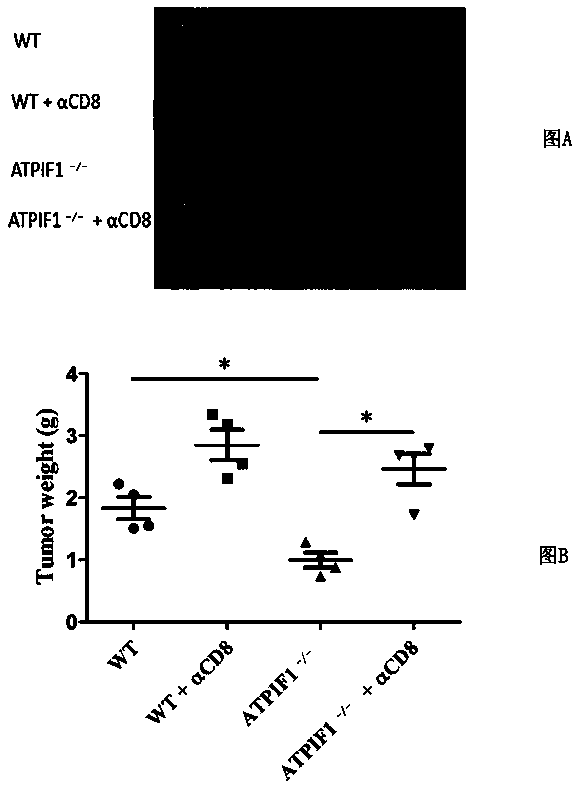 Application of ATPIF1 gene silenced T cells in preparation of antitumor drugs