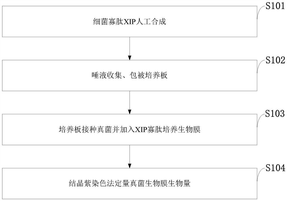 Oligopeptide used for inhibiting fungal biofilm and application of oligopeptide