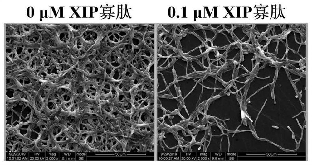 Oligopeptide used for inhibiting fungal biofilm and application of oligopeptide