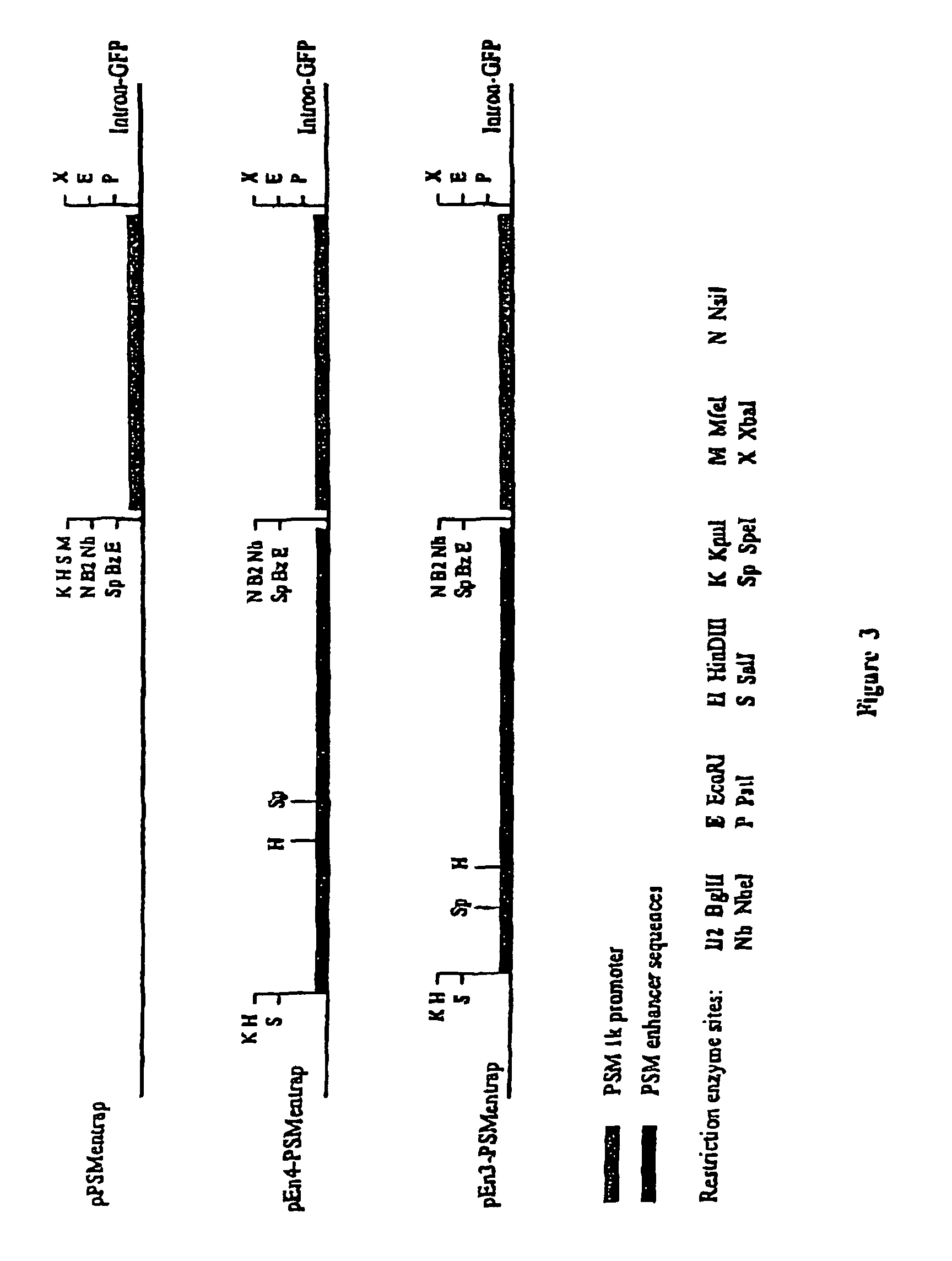 Regulatory constructs comprising intron 3 of prostate specific membrane antigen gene