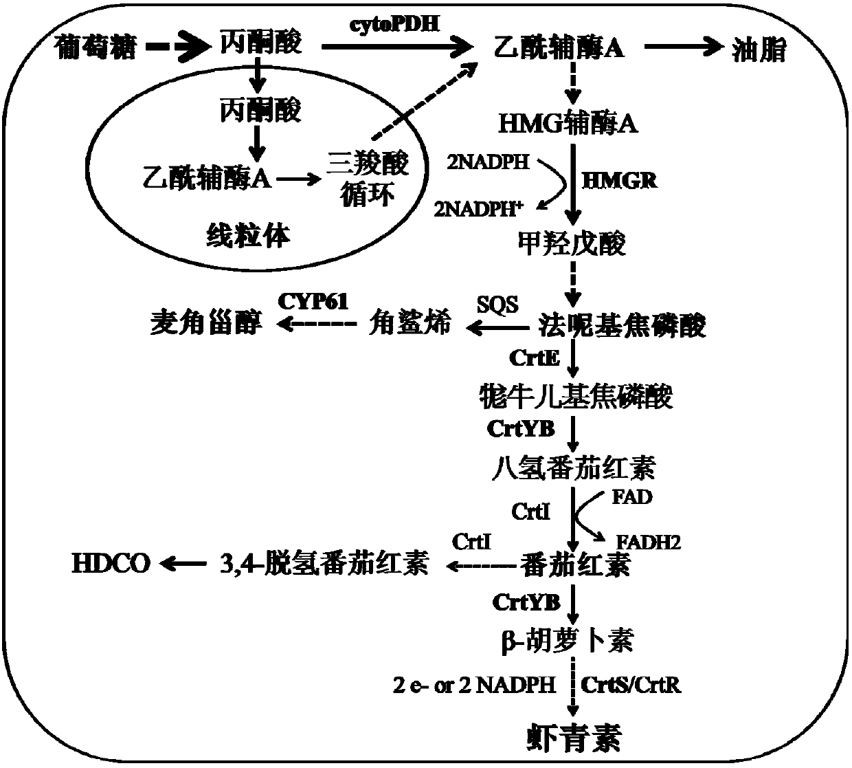 A kind of high-yield astaxanthin Rhodotorula engineering bacteria and its construction method