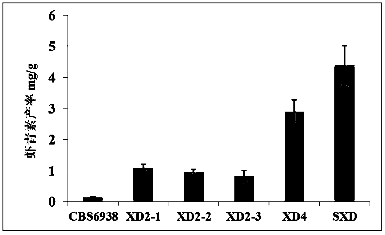 A kind of high-yield astaxanthin Rhodotorula engineering bacteria and its construction method