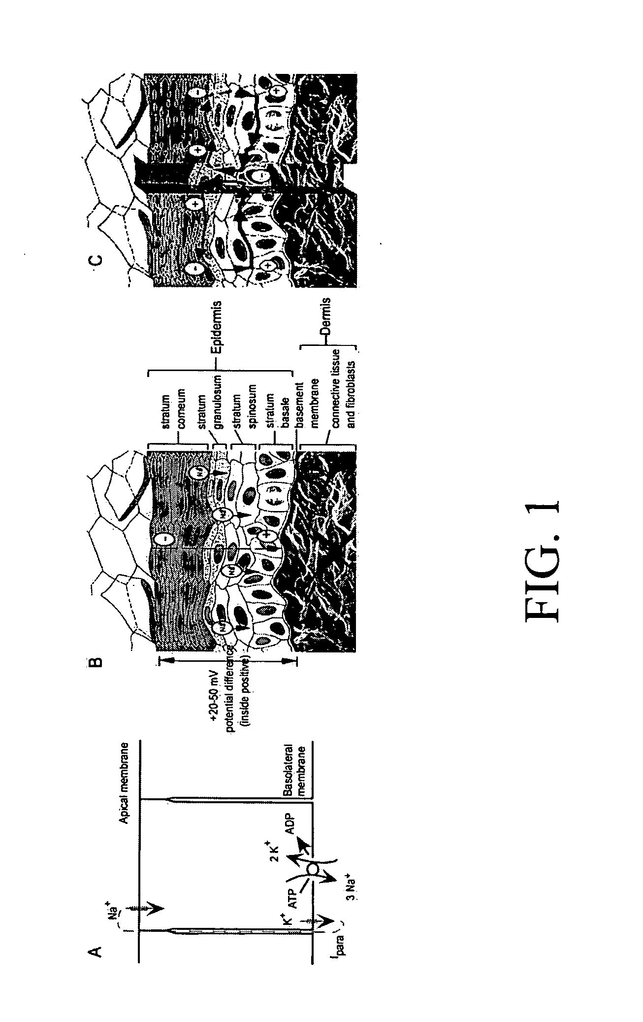 Application of the kelvin probe technique to mammalian skin and other epithelial structures