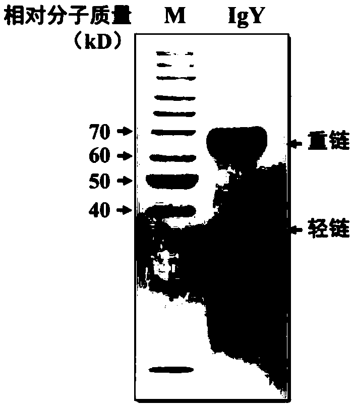 Method for rapidly extracting egg yolk antibody, oral ulcer-resistant product prepared thereby and application thereof
