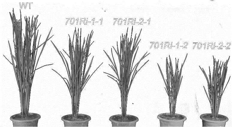 Oryza sativa histone methyltransferase as well as encoding gene and application thereof